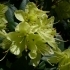 Rhododendron Hybride 'Princess Ann'